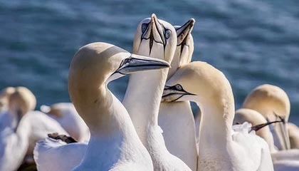 4-2！拜仁是冠军！17场不败+德甲卫冕，直指三冠王，多项纪录刷新