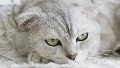 4-2！拜仁是冠军！17场不败+德甲卫冕，直指三冠王，多项纪录刷新