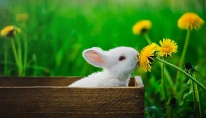 4-2！拜仁是冠军！17场不败+德甲卫冕，直指三冠王，多项纪录刷新